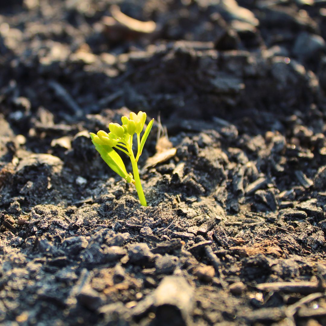 오늘의 우산 (1)